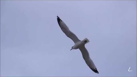 Armand Amar - La Terre Vue Du Ciel