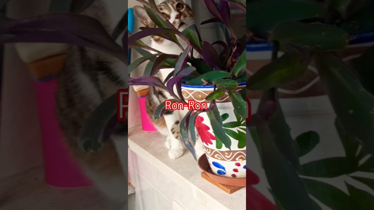 Кот прячется за растением 😺😺