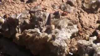 Marine reptiles from the age of the dinosaurs – 03