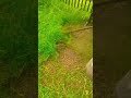 cup weeder brush cutter Rs7200 Maduraidt 9787672239,TN