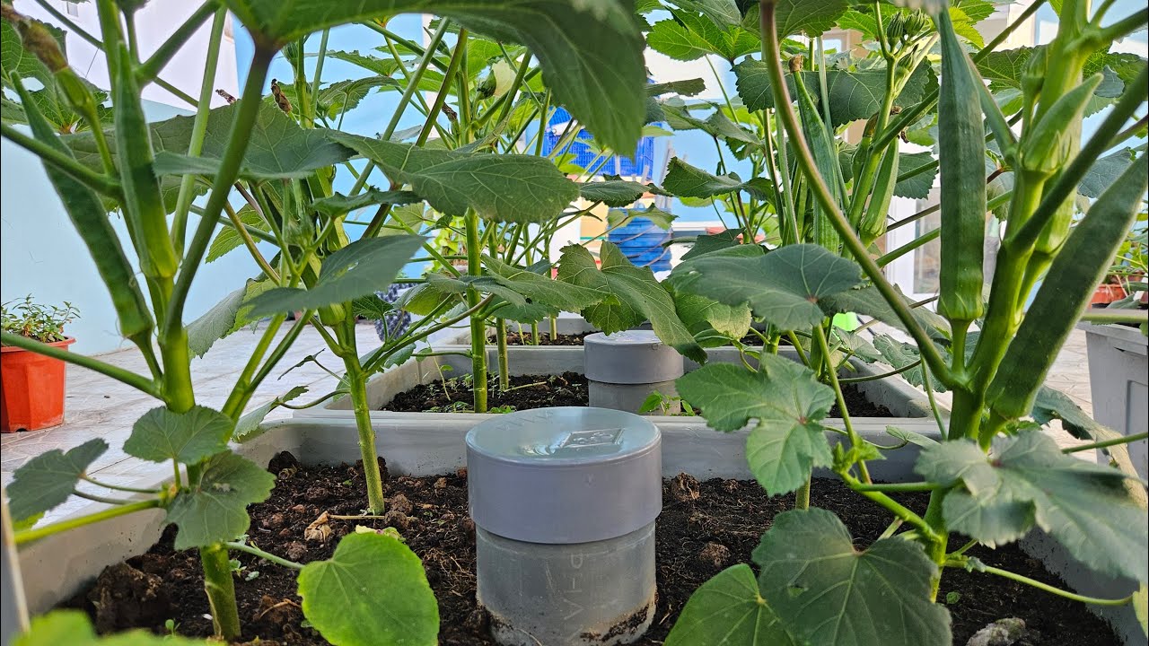 Trồng đậu bắp hữu cơ trong chậu