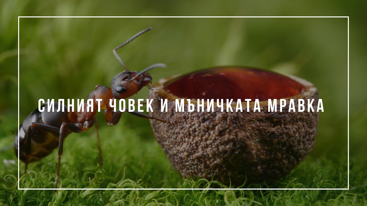 "Силният човек и мъничката мравка﻿" - п-р Милен Георгиев