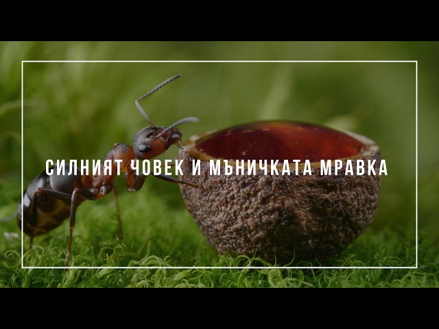 "Силният човек и мъничката мравка﻿" - п-р Милен Георгиев