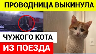 Кота Выкинули Из Поезда