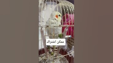 #حالات_واتس #تلاوة_مؤثرة #تلاوة_خاشعة #إسلام_صبحي #حالات #حالات_واتساب #صوت_يريح_القلب #قرآن
