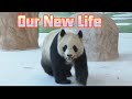 The Life Of Panda Si Hai And Jing Jing In Qatar | iPanda