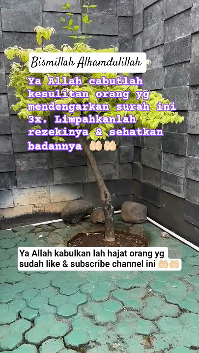 badan sehat & rezeki berlimpah #alquran #surahalikhlas #surahpenarikrezeki