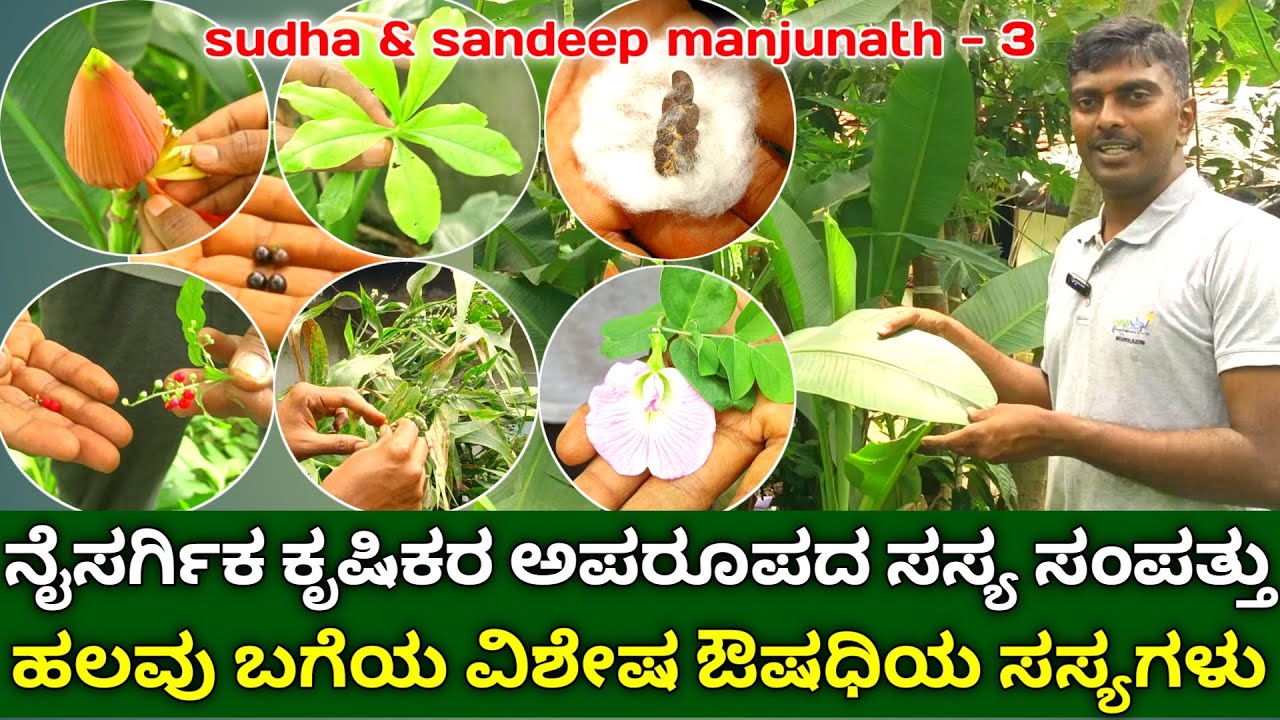 ನೈಸರ್ಗಿಕ ಕೃಷಿಕರ ಅಪರೂಪದ ಸಸ್ಯ ಸಂಪತ್ತು | organic gardening in kannada | integrated farming in kannada
