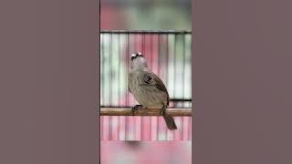 Masteran Trucukan Gacor ROPEL PANJANG Ampuh Untuk Pancingan Trucuk Agar Cepat Menaikkan GACOR 81