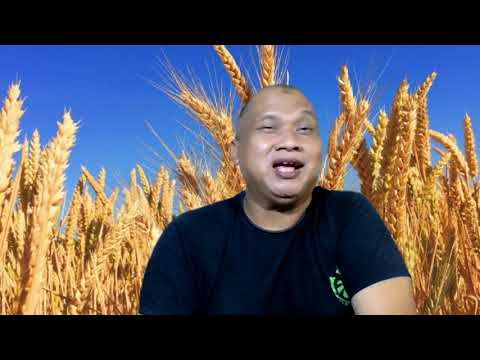 Video: Bagaimana cara menanam gandum untuk ternak?