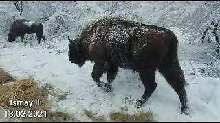 Şahdağ Milli Parkının İsmayıllı Bölməsi, Buynuz Kəndi 18 02 2021