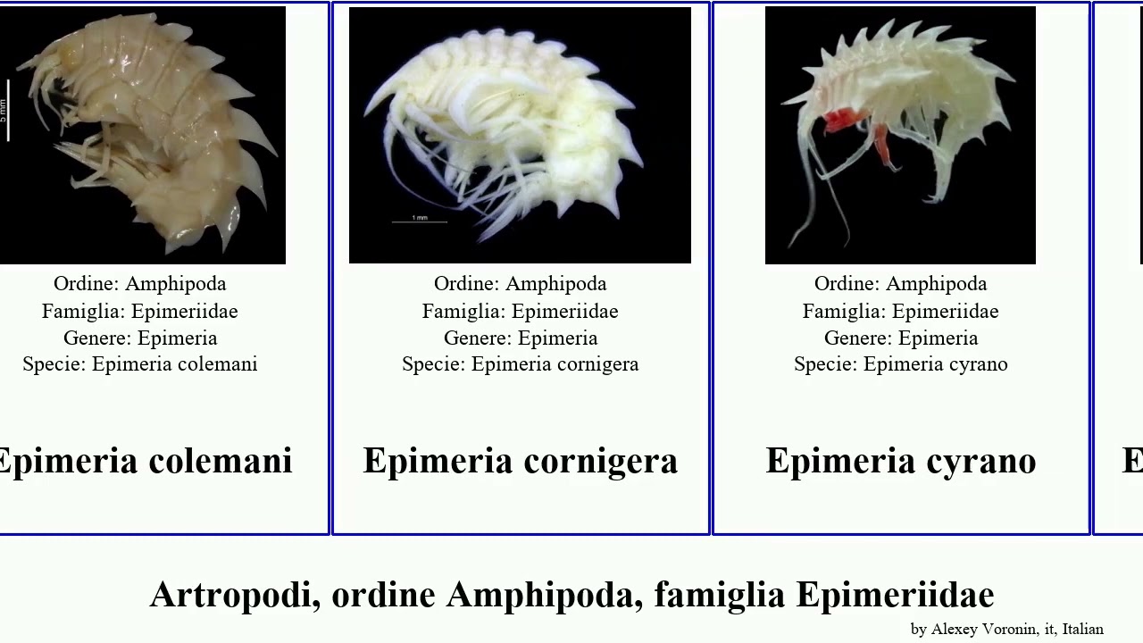 Artropodi, ordine Amphipoda, famiglia Epimeriidae epimeria featuring cinderella iota arthropoda