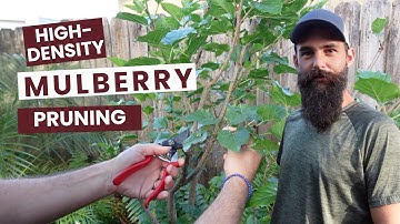 Pruning MULBERRIES for Maximum Harvest!