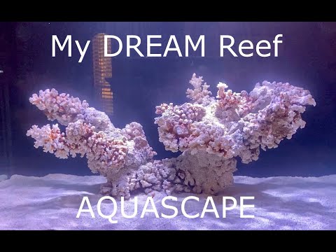 Como construir seu sonho Reef Aquascape