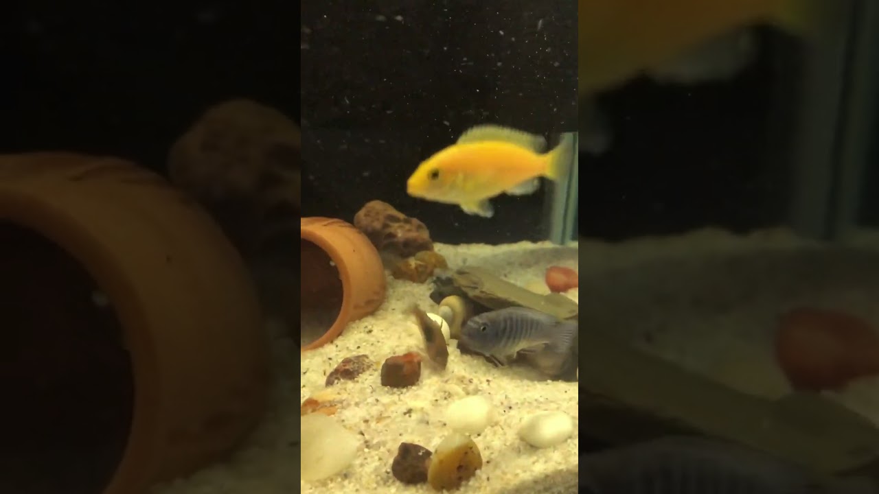 How to fish.pls watch this video before my other videos and shorts.❤️#aquarium #fish #cichlid #tank