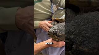 Snappy is an Uncommon Common Snapping Turtle!#snappingturtle #shorts #turtle #turtlepond