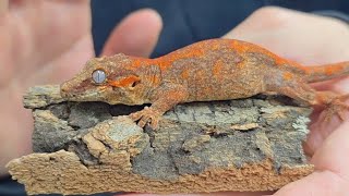 비주류가 되어버린 가고일, 대체 그 이유는 무엇일까?