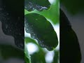 Sleep Relaxation
