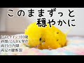 シニアインコ10歳 穏やかな日がずっと続きますように Everyone's kindness makes KIMIw happy
