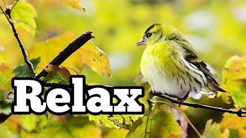 Early morning birds chirping, meditation and yoga, relaxation, sleep,