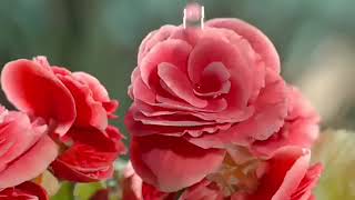 Sacha Distel / la belle vie