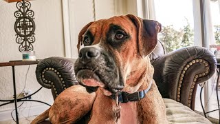 How are Boxers with other animals? by Doggoland USA 111 views 10 days ago 3 minutes, 49 seconds