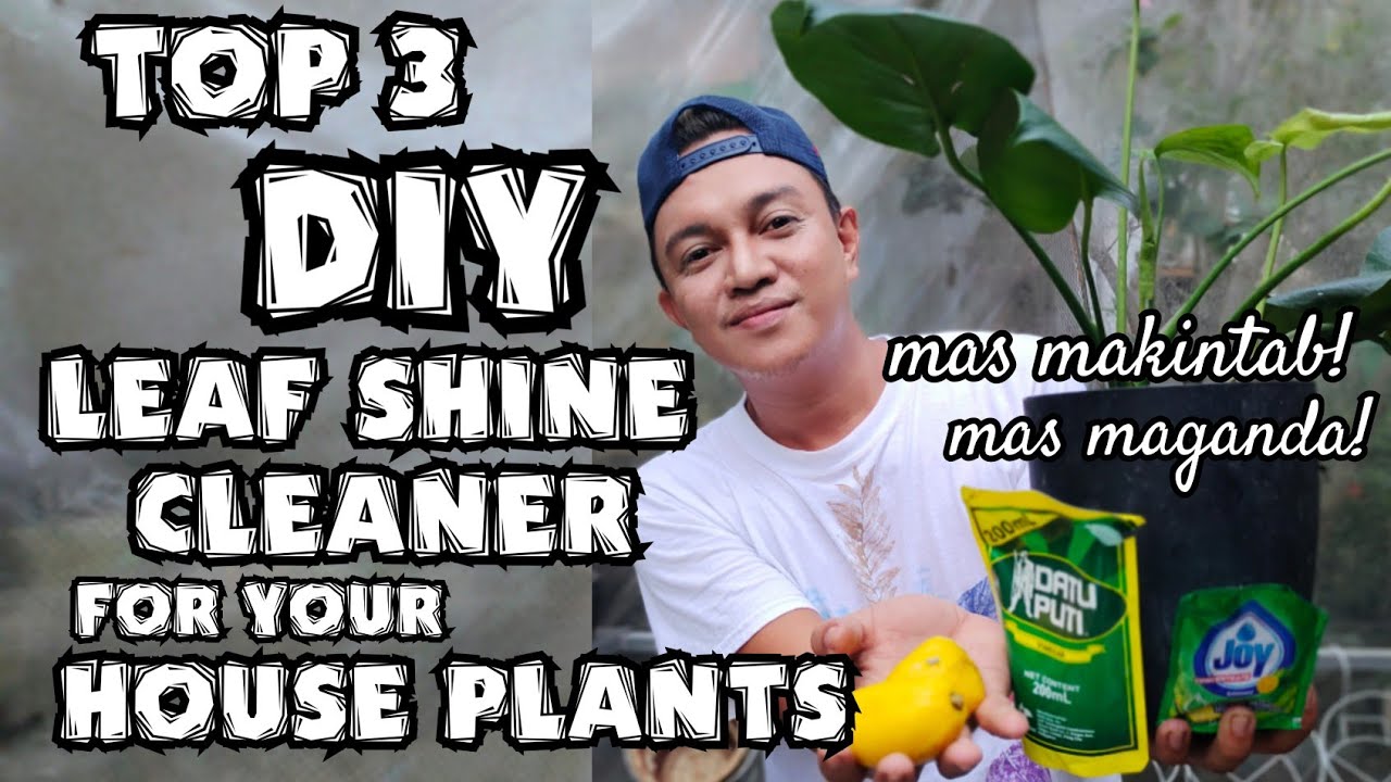 TOP 3 DIY LEAF SHINE CLEANER FOR YOUR HOUSE PLANTS 