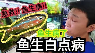 我的鱼有白点病 怎么办? 教学处理鱼生白点病 養魚 如何治療白點病 Fish White Spot How to Treat and Cure ICH (White Spot Disease)