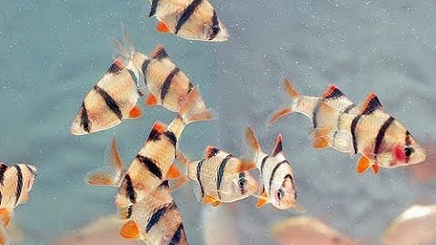 Cá Tứ Vân (Xê Can) đẹp và linh hoạt (VietSub)-Tiger Barb