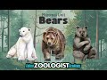 Exploring the World of Bears