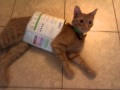 My crazy cat Max..