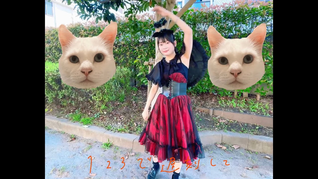 こもも子猫 ころもくんもうすぐお兄ちゃんになります🐈🤍 生まれるまであと数日