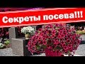 Посев ампельных петуний. Секреты раннего ухода за ампельными петуниями