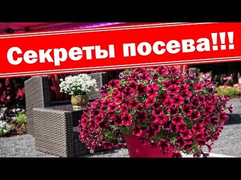 Видео: Хэрхэн өтгөн петуния бут авах вэ?