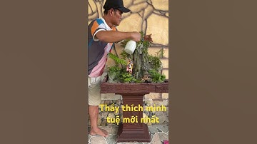 Thầy thích minh tuệ đi bộ hành mới nhất-làm tiểu cảnh hòn non bộ