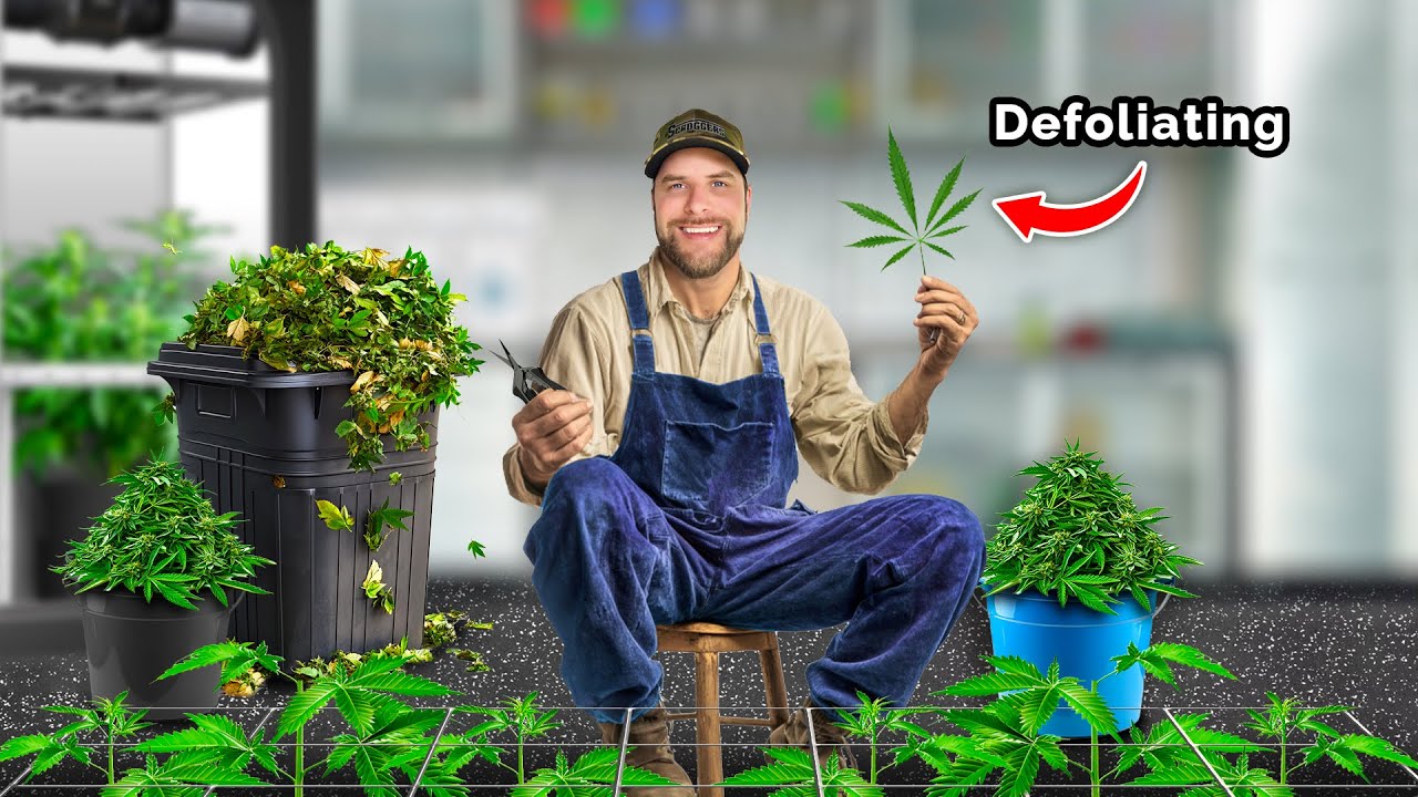 The BEST Time to Flip to Flower When Growing Cannabis?! | Scrog School Episode 23