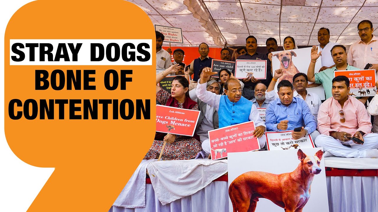 LIVE | STRAY DOGS: BONE OF CONTENTION | HOW TO TACKLE THE MENACE OF STRAY DOGS? | NEWS9