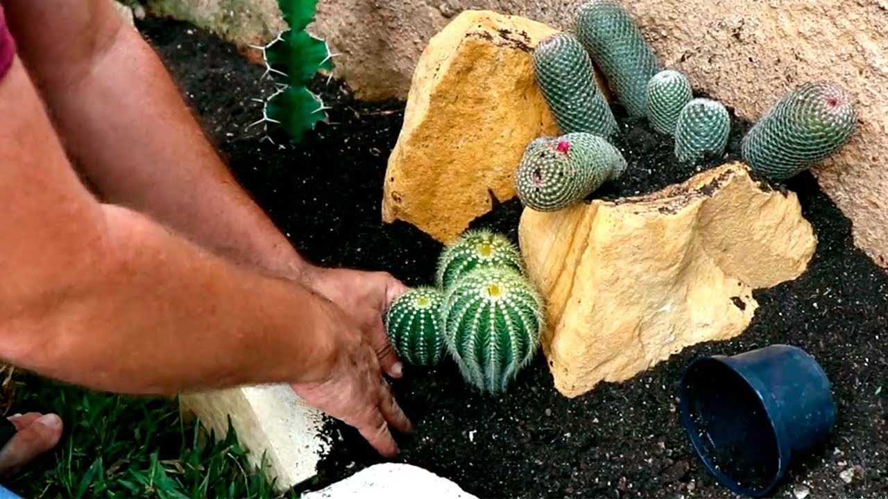 JARDIM DE CACTOS E SUCULENTAS,