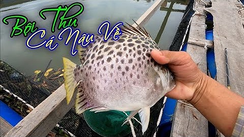 Hai Vợ Chồng Câu Trúng Bầy Cá Nâu Lớn Giật Lia Lịa | GĐCG #524