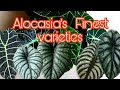 TOP 10 Most beautiful ALOCASIA VARIETIES  Best  For Collections and Business