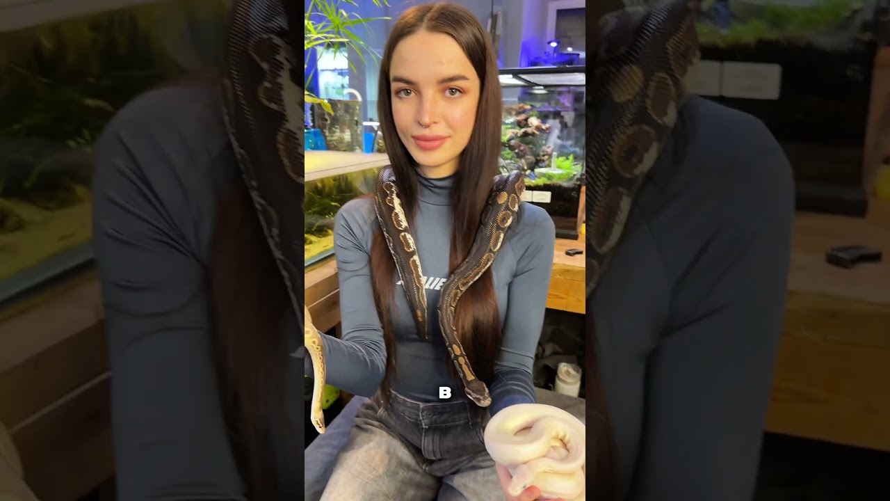 🐍Королевский питон - идеальный выбор для первого экзотического питомца. Спокойные и красивые ☺️