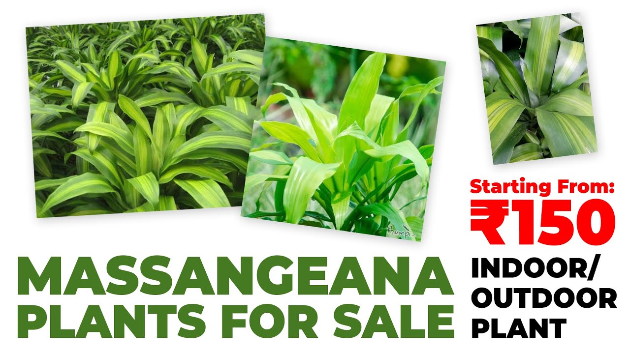 Beautiful Massangeana Plants For Sale At Kumar Nursery Kollam Starting From ₹150/ YouTube