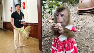 Monkey Tina Went Out To Play In The Rain, Causing Uncle Tuan And Xuka To Go Look For Her.