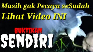 Cara Mudah Nangkap Burung Ruak-ruak dimalam hari|@PancingPancangchannel