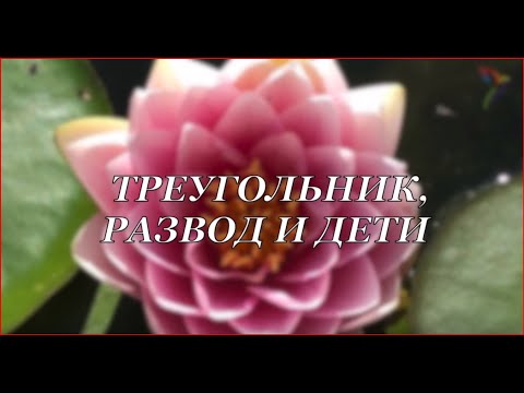 Треугольник, развод и дети