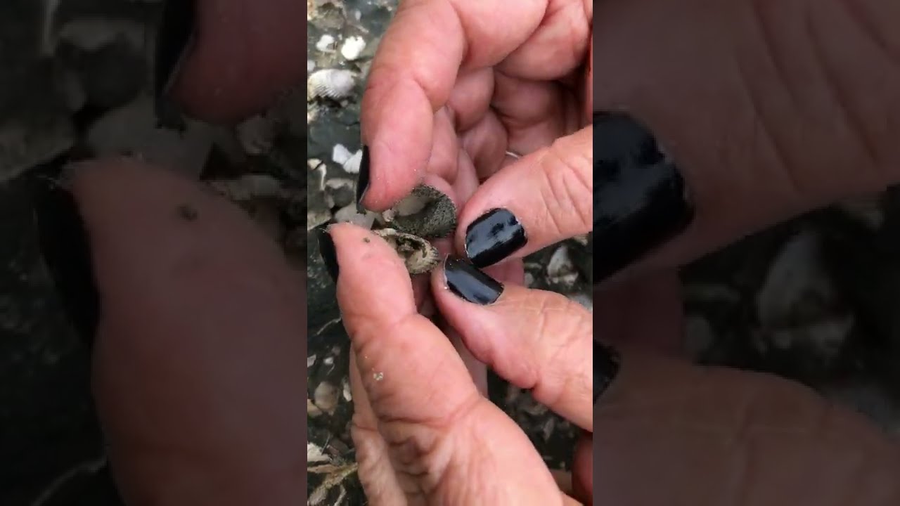 An Example of Exceptional Fossil Preservation from Santa. Cruz County.