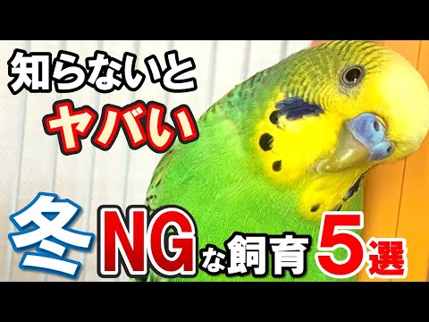 【寒さ対策】かわいいセキセイインコが嬉しくて安心する飼育場所