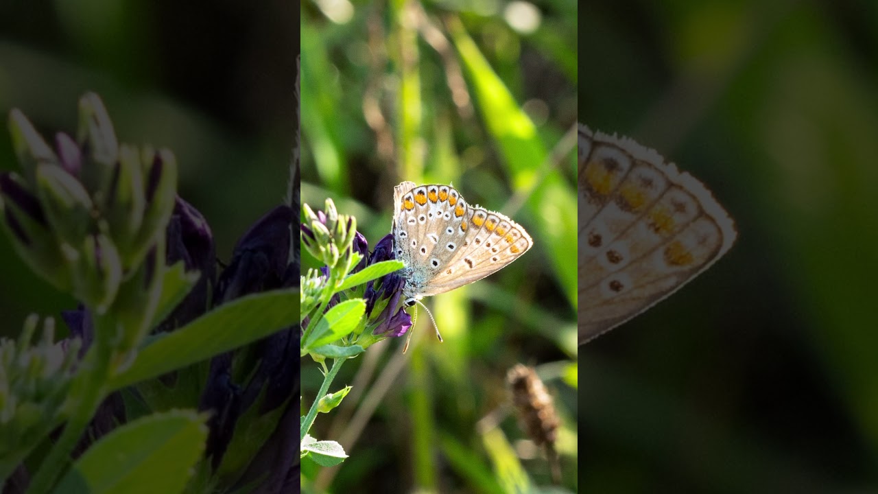 Trying out my new TTArtisan 40mm F2.8 Macro lens