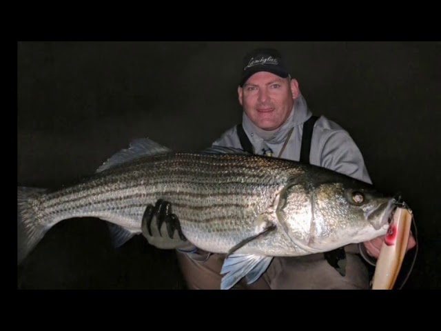 Surf fishing for monster sharks 