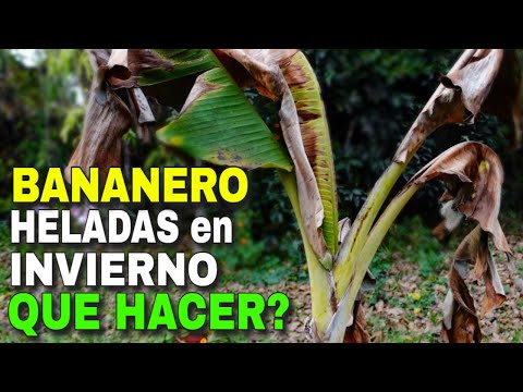 Video: Daño invernal de los plátanos: qué hacer con los plátanos en invierno